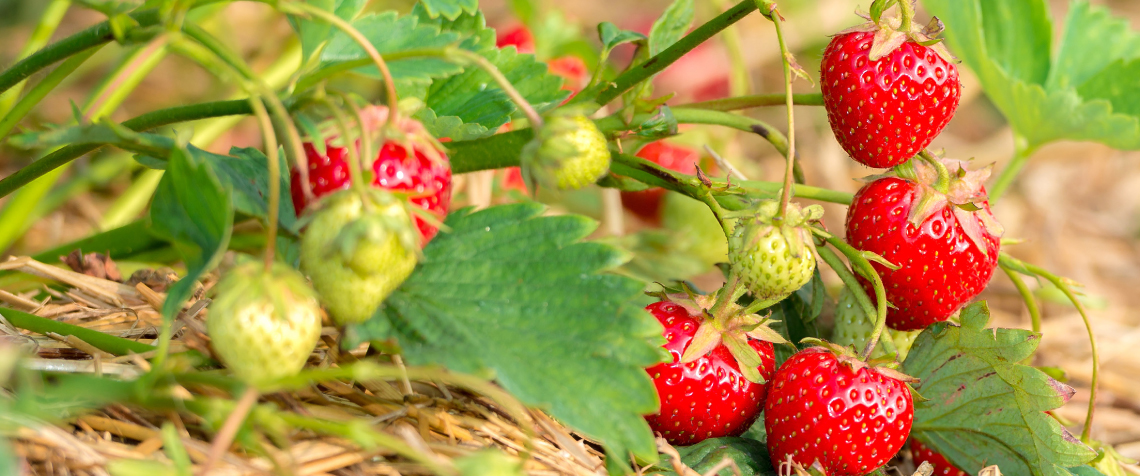 Erdbeeren